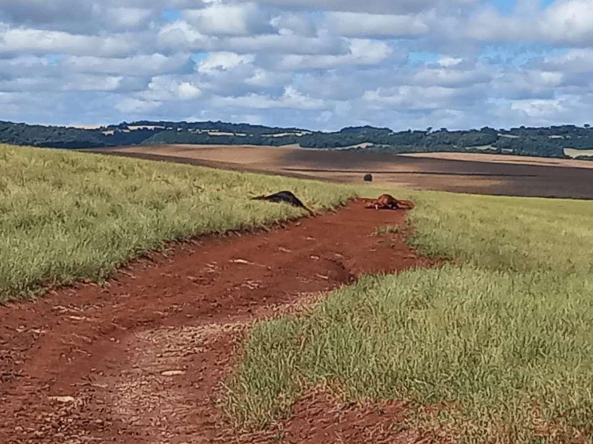 Em tentativa de abigeato, criminosos matam dois animais no interior de Ibiaçá