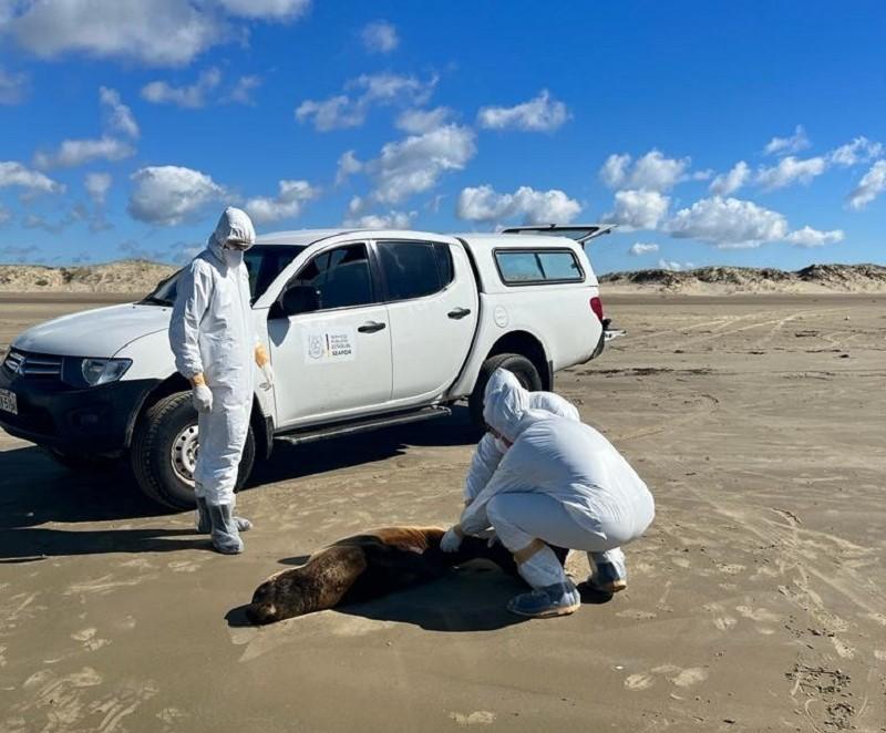 Estado apresenta balanço de ações de enfrentamento à gripe aviária para Câmara Setorial das Aves