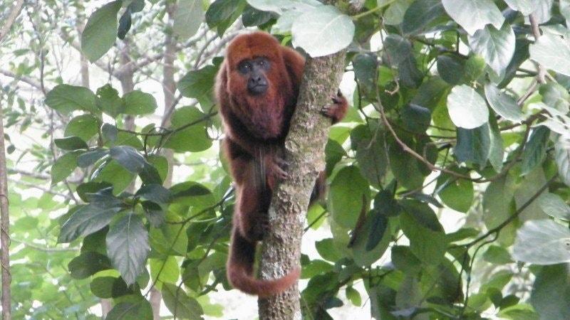 Secretaria da Saúde alerta para nova circulação da febre amarela em macacos no Rio Grande do Sul