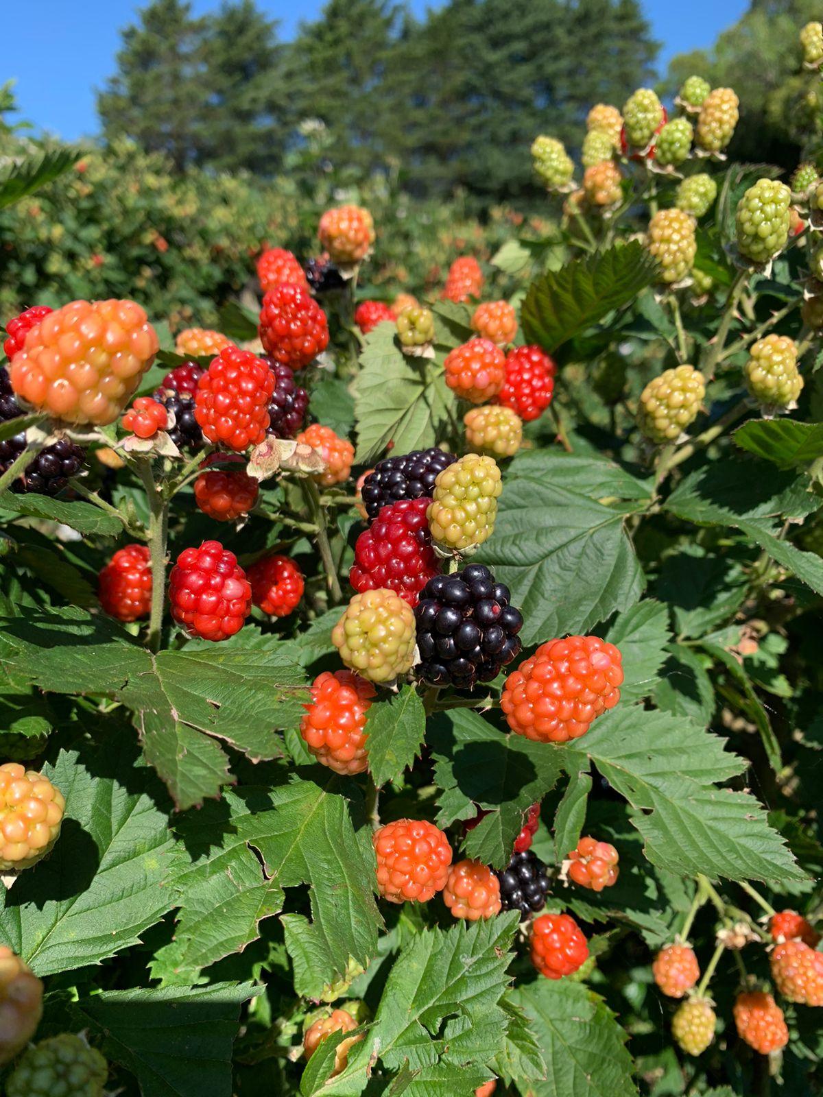 Feira oferta pequenas frutas, artesanato e mel em Vacaria