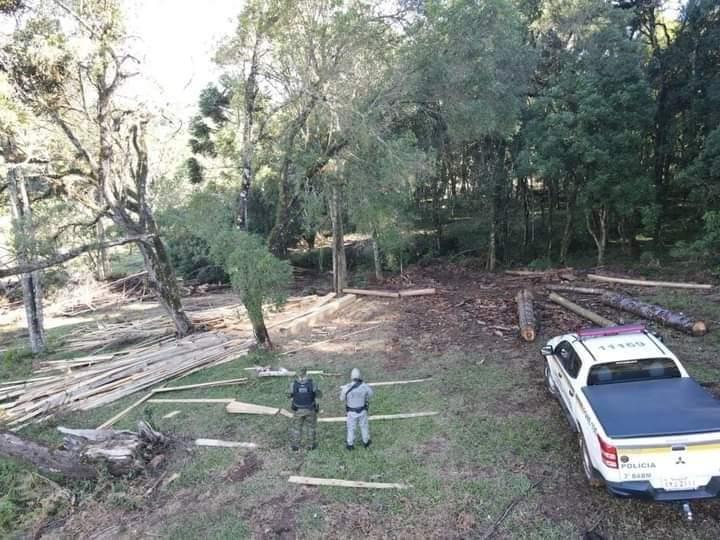 Brigada Militar flagra corte de Araucárias no interior de Pinhal da Serra