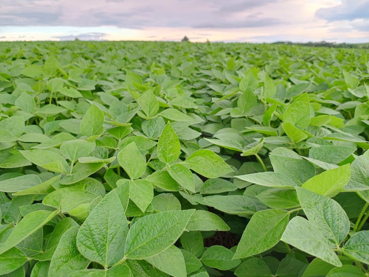 Encerrado o plantio da soja e reta final para o plantio do milho no RS