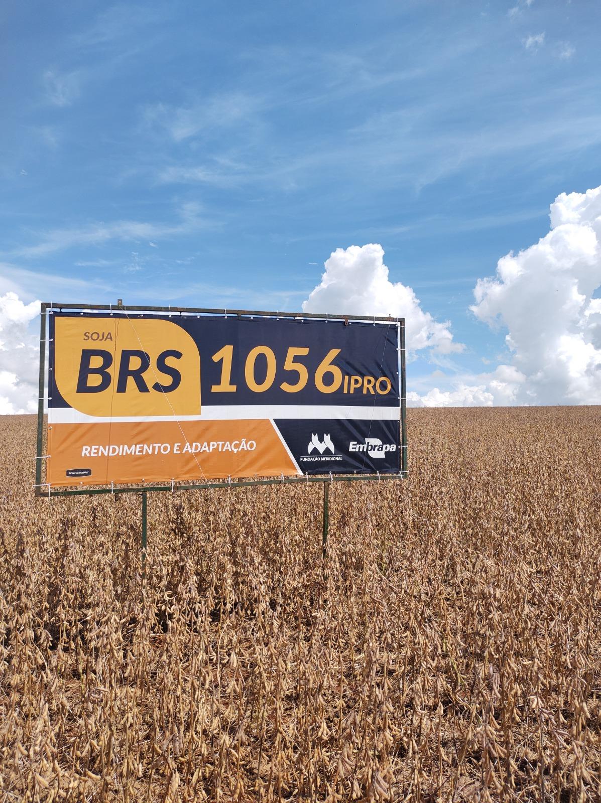 Embrapa e Meridional lançam em Santa Catarina soja BRS 1056