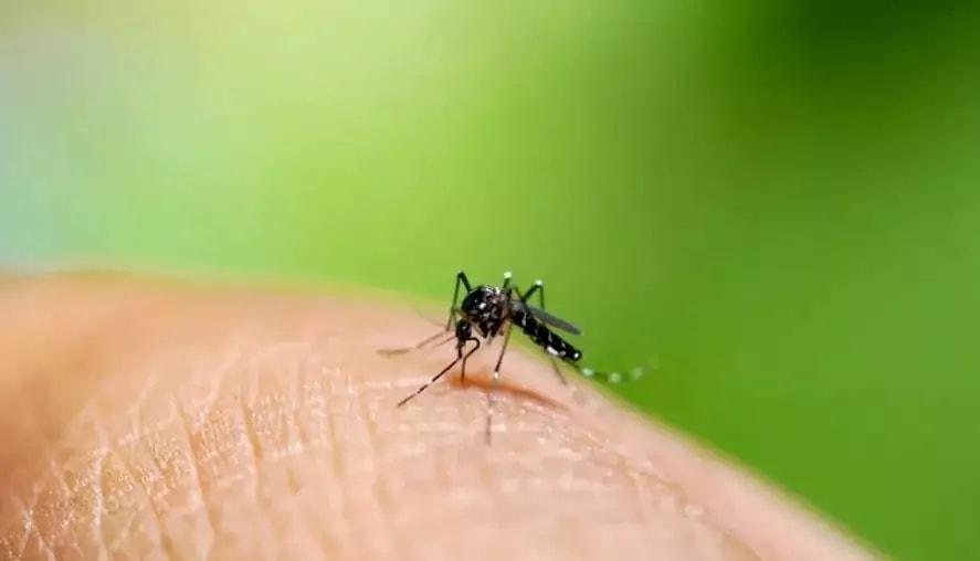 Rio Grande do Sul registra a primeira morte por dengue em 2024