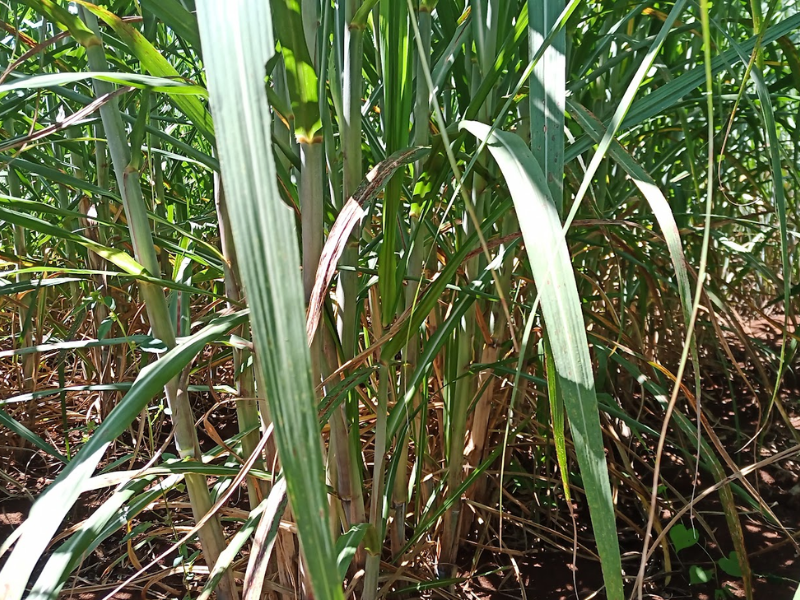 Emater Machadinho verifica campo experimental de cana-de-açúcar