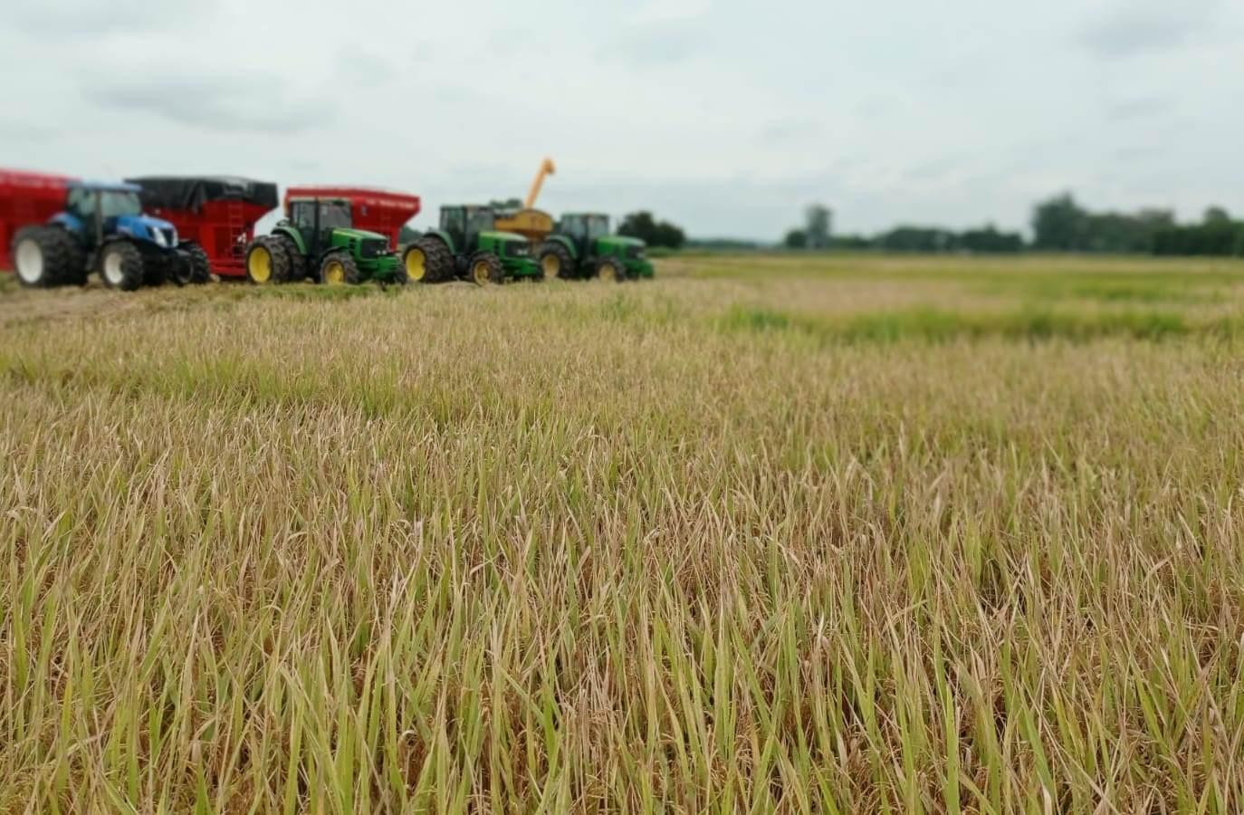 Produtores do RS dão sequência à colheita dos grãos