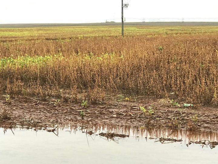 Apesar das condições climáticas desfavoráveis, avança colheita da soja no RS