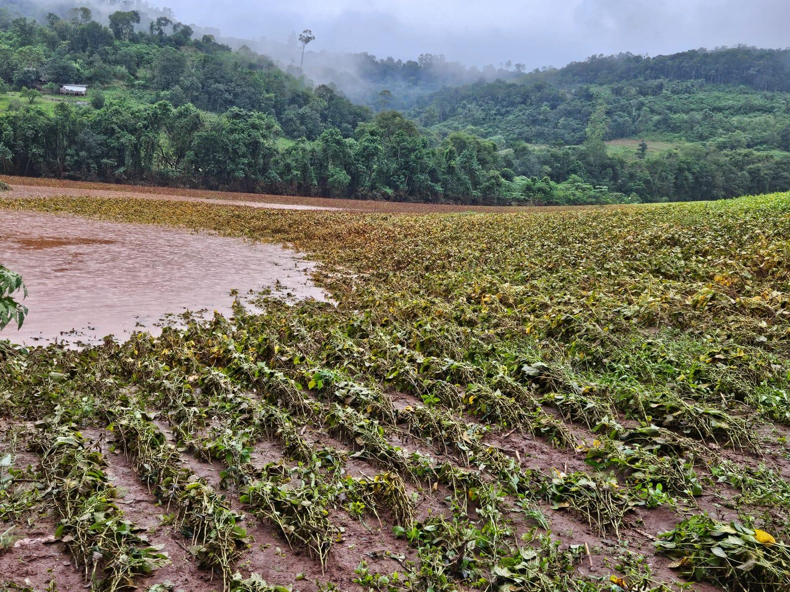 Chuvas torrenciais e enchentes afetam produção agropecuária no RS