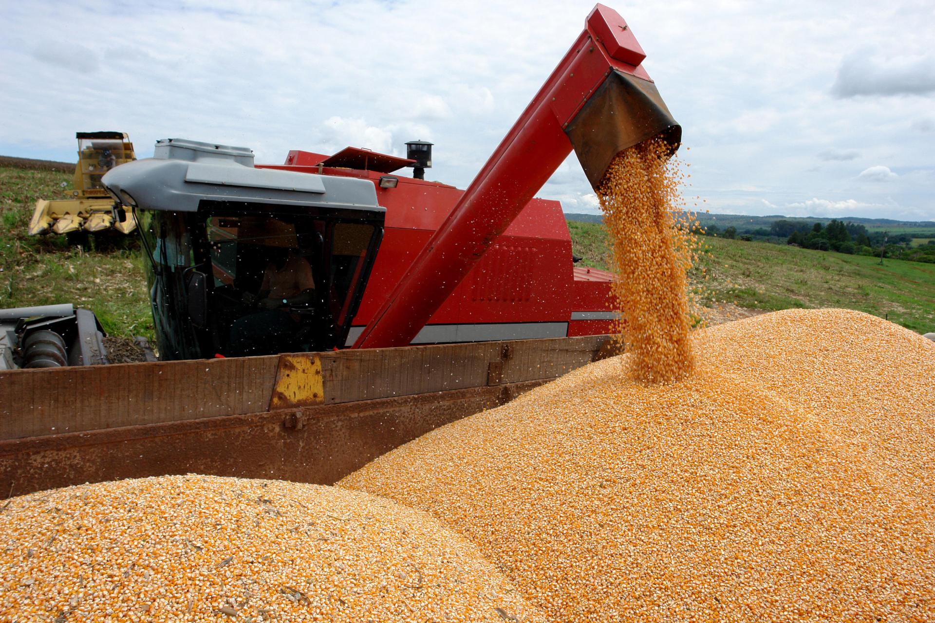 Conab estima produção em 295,45 milhões de toneladas no país após ajuste na área de soja e milho