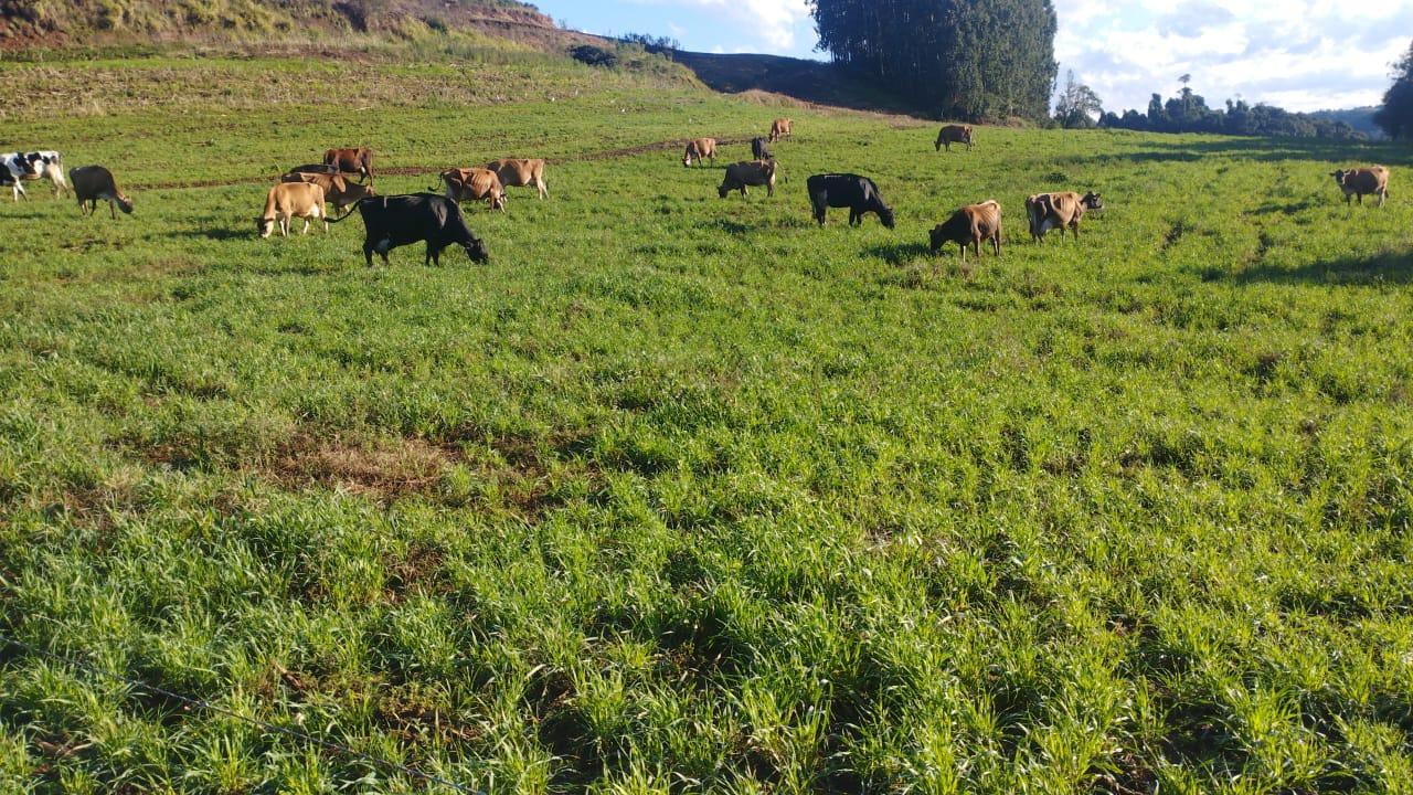 Mesmo com as chuvas intensas, agricultores do Projeto Elite a Pasto tem áreas já no oitavo pastejo