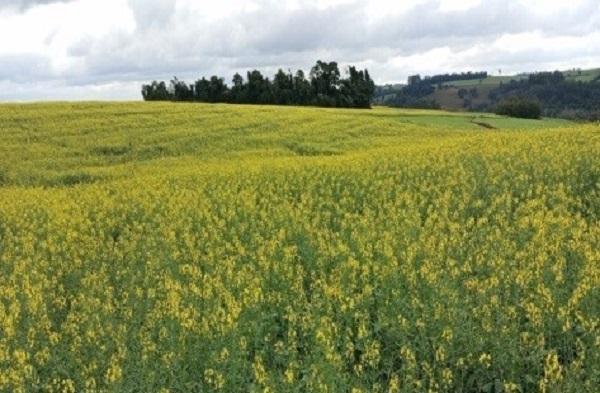 Canola está implantada e segue em desenvolvimento no RS