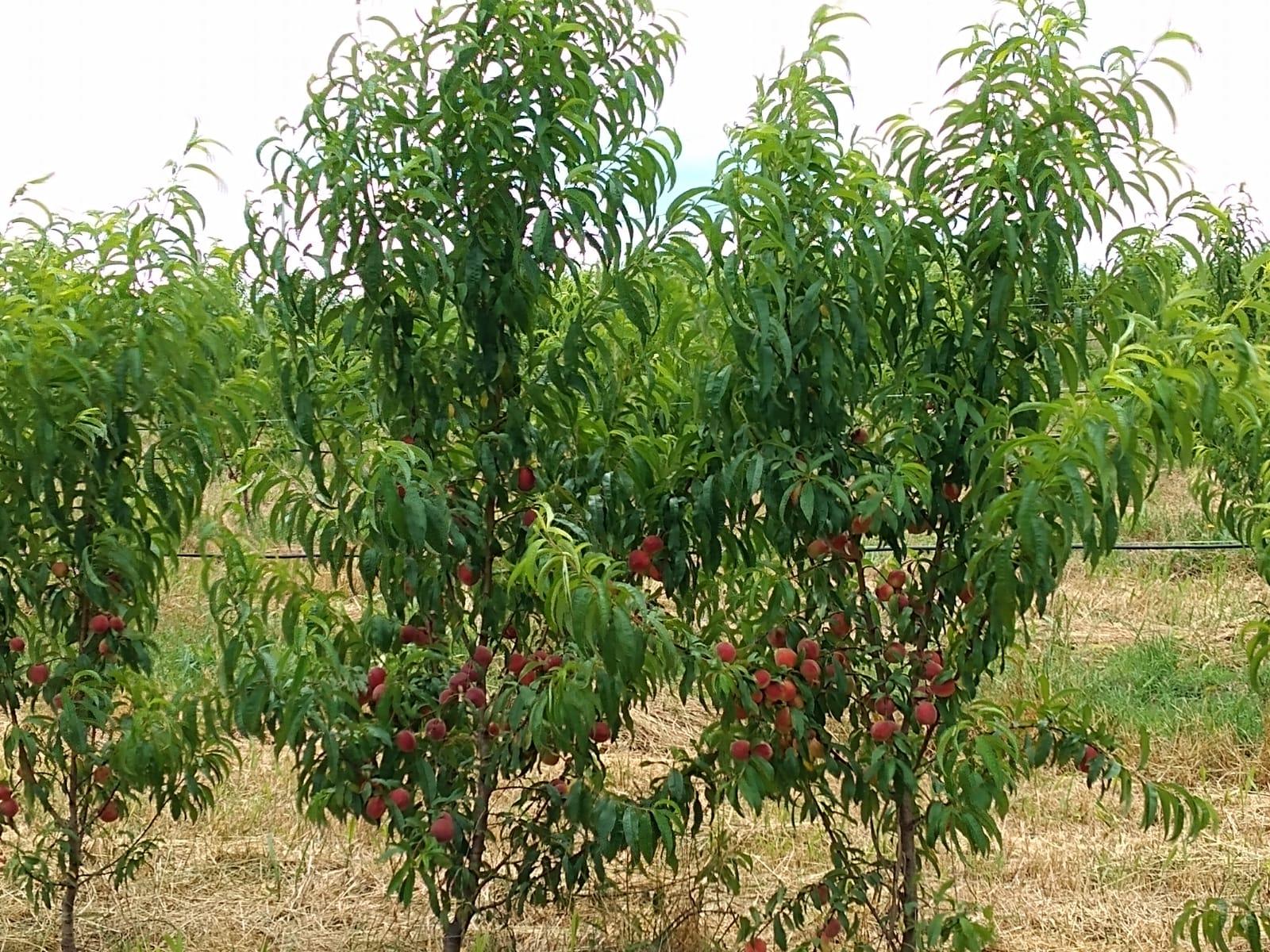 Pesquisa da UFFS aponta caminhos para otimizar cultivo de pêssegos