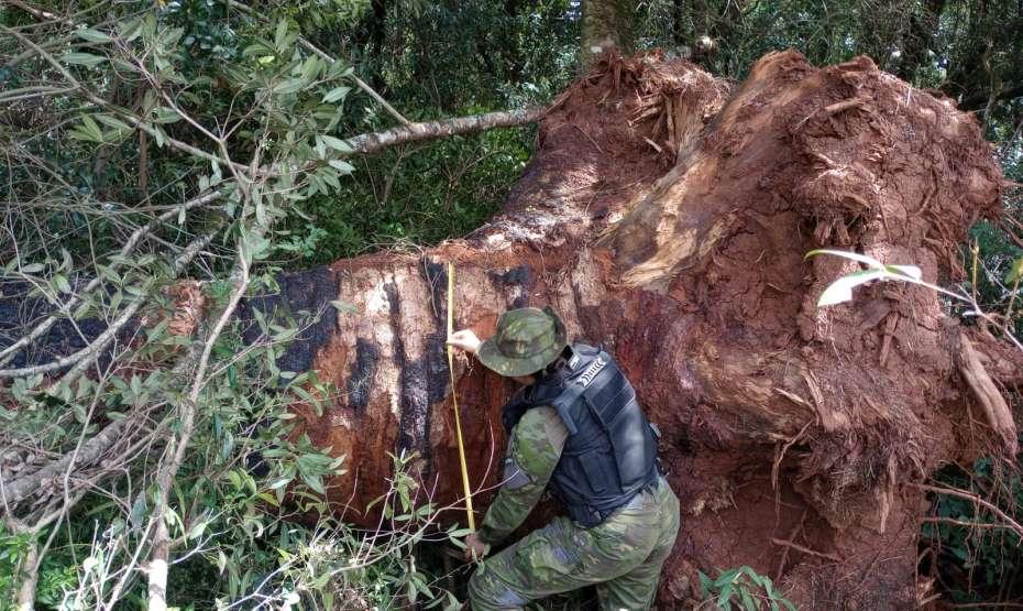 Crime contra a flora é constatado no interior de Muitos Capões