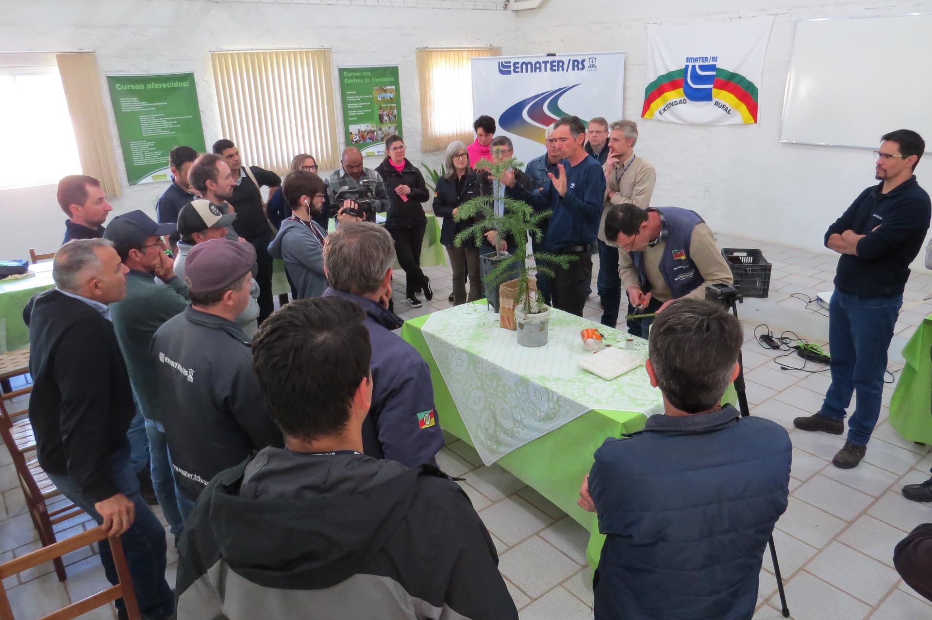 Emater/RS-Ascar e Embrapa Floresta realizam curso de enxertia e formação de pomares de araucária para produção de pinhão