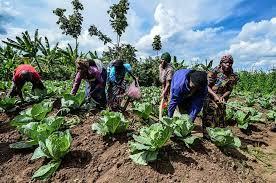 Governo divulga lista preliminar do Programa de Fomento e Investimento às Agroindústrias Familiares