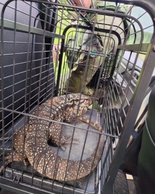 Brigada Militar realiza resgate de animais silvestres em área urbana de Passo Fundo