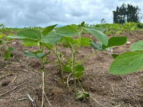 Plantio da soja no RS se aproxima do final