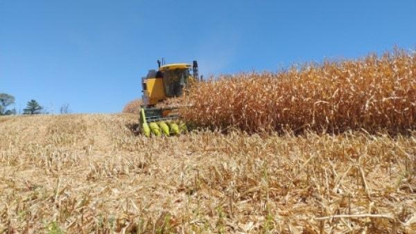 Colheita do milho atinge 8% das lavouras do RS