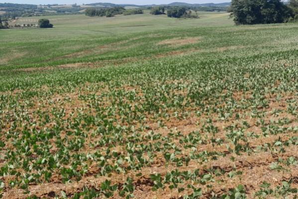 Estiagem prejudica desenvolvimento das lavouras de verão no RS