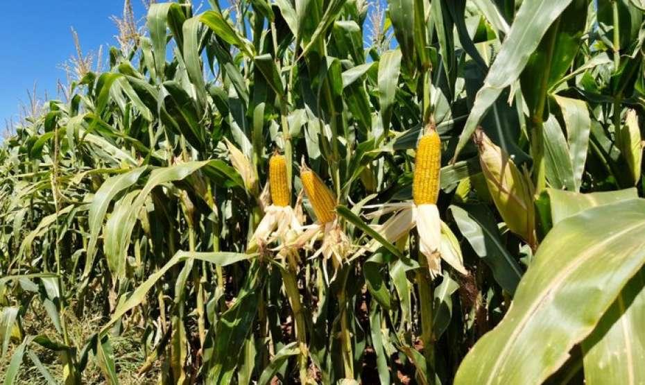 Lavouras gaúchas começam a sentir efeito da falta de chuva e do calorão