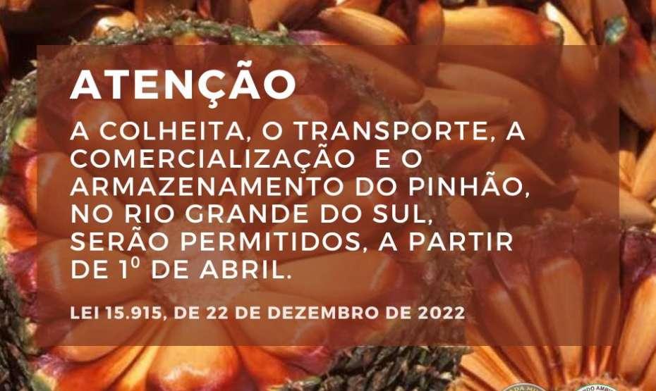 Comando Ambiental alerta: Não colha ou compre pinhões antes do 1º de abril