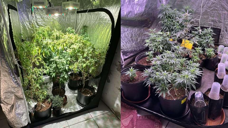 PF deflagra operação contra cultivo irregular de cannabis em Santa Maria e Caçapava do Sul